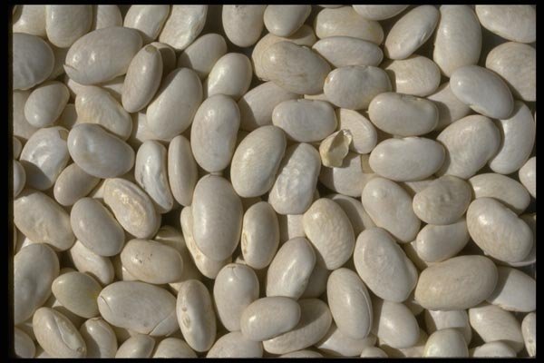 025073 White Dried Beans A4 Photo Print