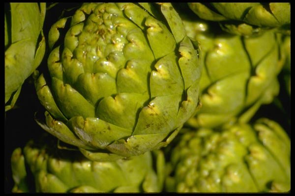 025074 Artichoke A4 Photo Print