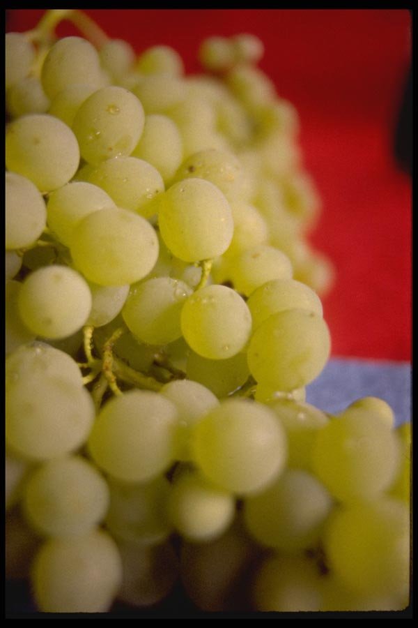 025076 Green Grapes Close Up  A4 Photo Print