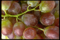 025078 Purple Grape Cluster Close Up  A4 Photo Print