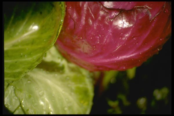 025079 Red And Green Cabbages A4 Photo Print