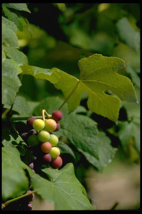 025083 Grapes And Grape Leaves A4 Photo Print