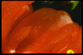 025085 Red Sweet Pepper Close Up  A4 Photo Print