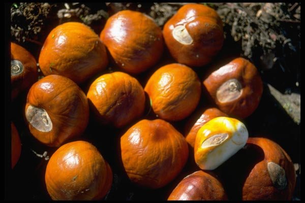 025086 Chestnuts A4 Photo Print