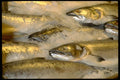 025088 Iced Fish A4 Photo Print