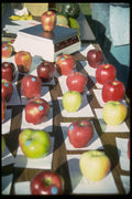 025089 Apple Judging A4 Photo Print
