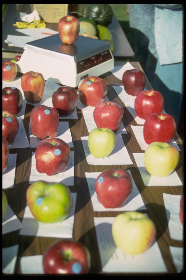 025089 Apple Judging A4 Photo Print
