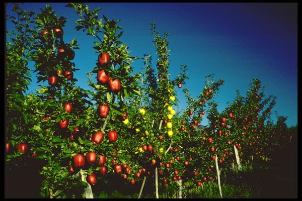 025090 Commercial Apple Trees A4 Photo Print