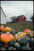 025091 Varied Squash On Farm A4 Photo Print