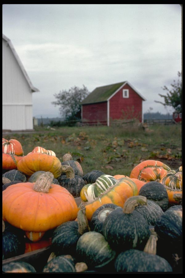025091 Varied Squash On Farm A4 Photo Print