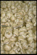 025095 White Mushrooms A4 Photo Print