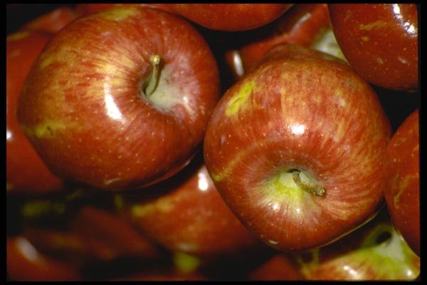 025096 Red Apples A4 Photo Print