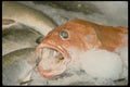 025099 Opened Mouth Cod, Frontal A4 Photo Print