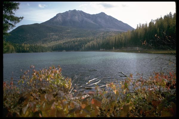 026016 Lake White Swan In Fall A4 Photo Print
