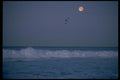 026033 Full Moon, Gulls And Surf A4 Photo Print