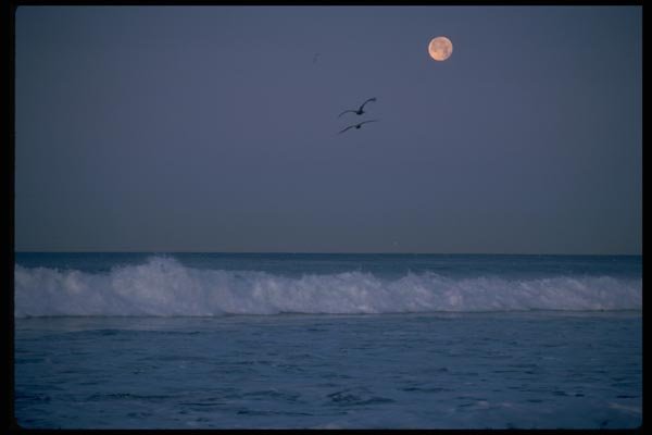 026033 Full Moon, Gulls And Surf A4 Photo Print