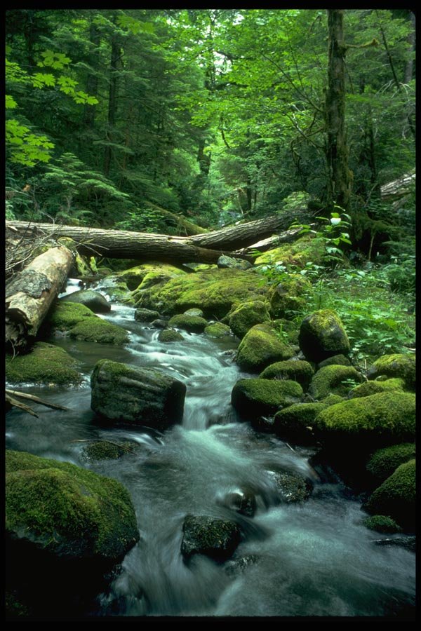 026046 Mossy Forest Stream A4 Photo Print