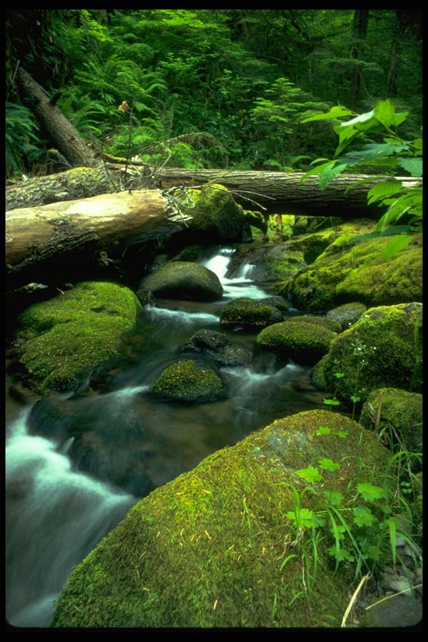 026048 Mossy Rocks, Log Over Stream A4 Photo Print