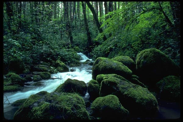 026059 Mossy Boulders, Mountain Creek A4 Photo Print