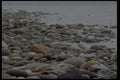 026061 Rounded Rocks At Water's Edge A4 Photo Print
