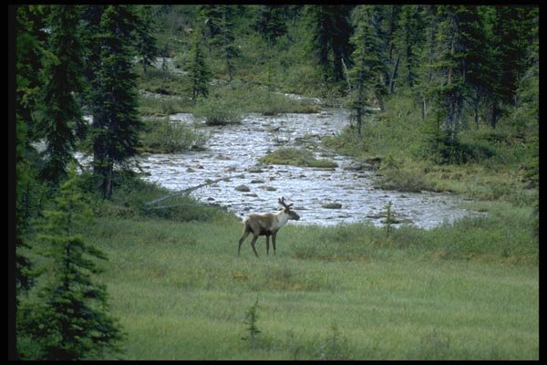 026065 Caribou By River A4 Photo Print