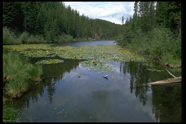 026074 Lilies On Water A4 Photo Print