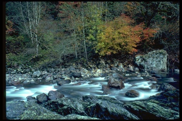 026076 Vine Maple Over River A4 Photo Print