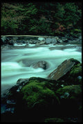 026094 Green Moss, River And Log A4 Photo Print