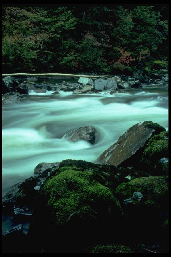 026094 Green Moss, River And Log A4 Photo Print