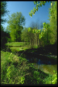 026097 Grass And Trees On Riverbank A4 Photo Print