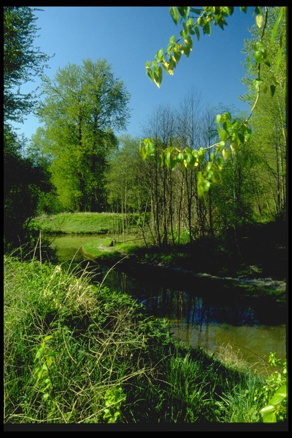 026097 Grass And Trees On Riverbank A4 Photo Print