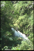 027048 Waterfall In Heavy Foliage A4 Photo Print