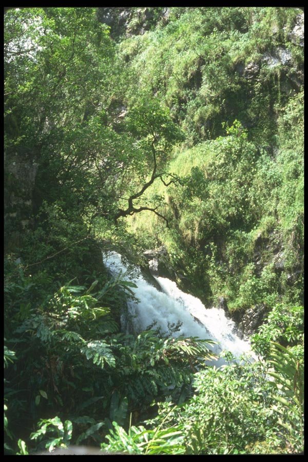 027048 Waterfall In Heavy Foliage A4 Photo Print