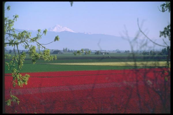 028000 Red Green And Yellow Flower Fields A4 Photo Print