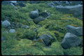 028001 Granite Rocks, Green Moss A4 Photo Print
