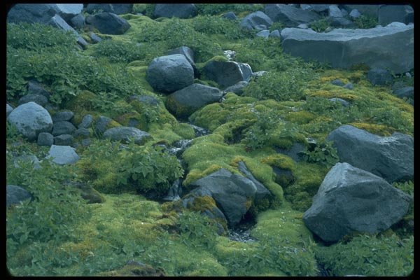 028001 Granite Rocks, Green Moss A4 Photo Print