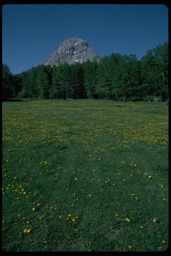 028002 Rocky Peak Over Dandelion Field A4 Photo Print