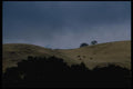 028004 Rolling Hills, Cattle And Oaks A4 Photo Print