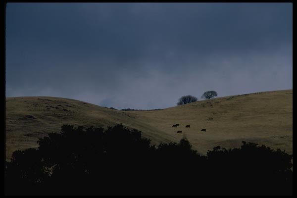 028004 Rolling Hills, Cattle And Oaks A4 Photo Print