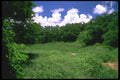 028009 Marshy Clearing A4 Photo Print