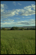 028010 Tall Grass, Barn A4 Photo Print