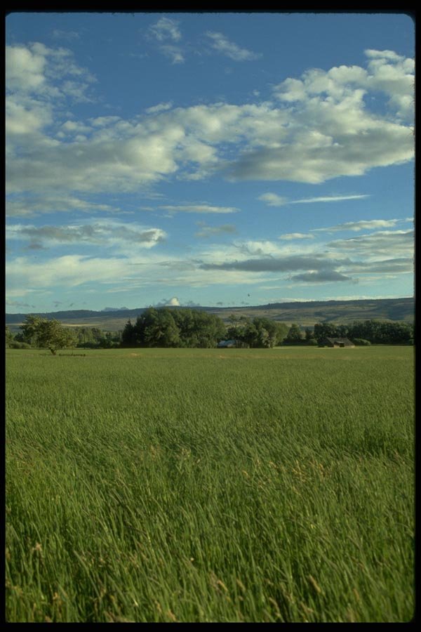 028010 Tall Grass, Barn A4 Photo Print