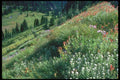 028014 Wildflowers On Slope Of Valley A4 Photo Print