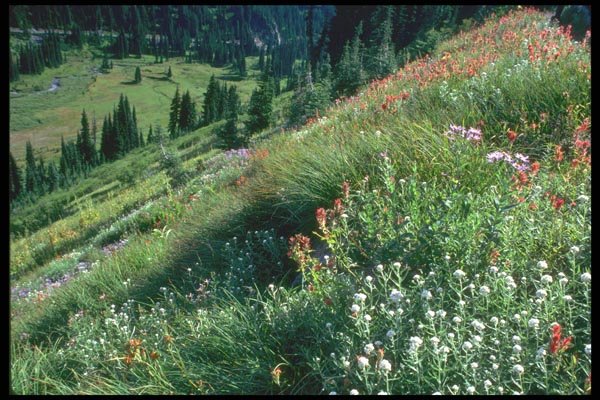 028014 Wildflowers On Slope Of Valley A4 Photo Print