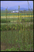 028015 Flower Farm Valley A4 Photo Print