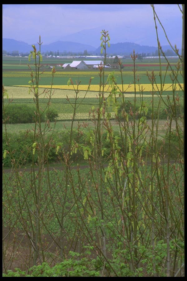 028015 Flower Farm Valley A4 Photo Print