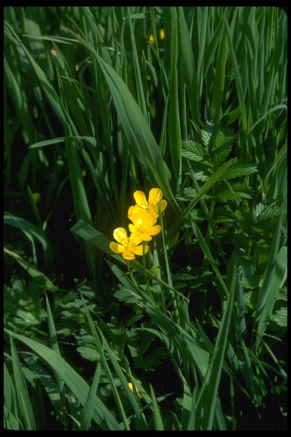 028016 Yellow Buttercup, Green Grasses A4 Photo Print