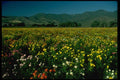 028017 Multicolored Strawflower Farm A4 Photo Print