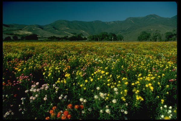 028017 Multicolored Strawflower Farm A4 Photo Print