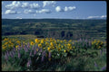 028018 Lupine, Yellow Flowers, Canyon A4 Photo Print